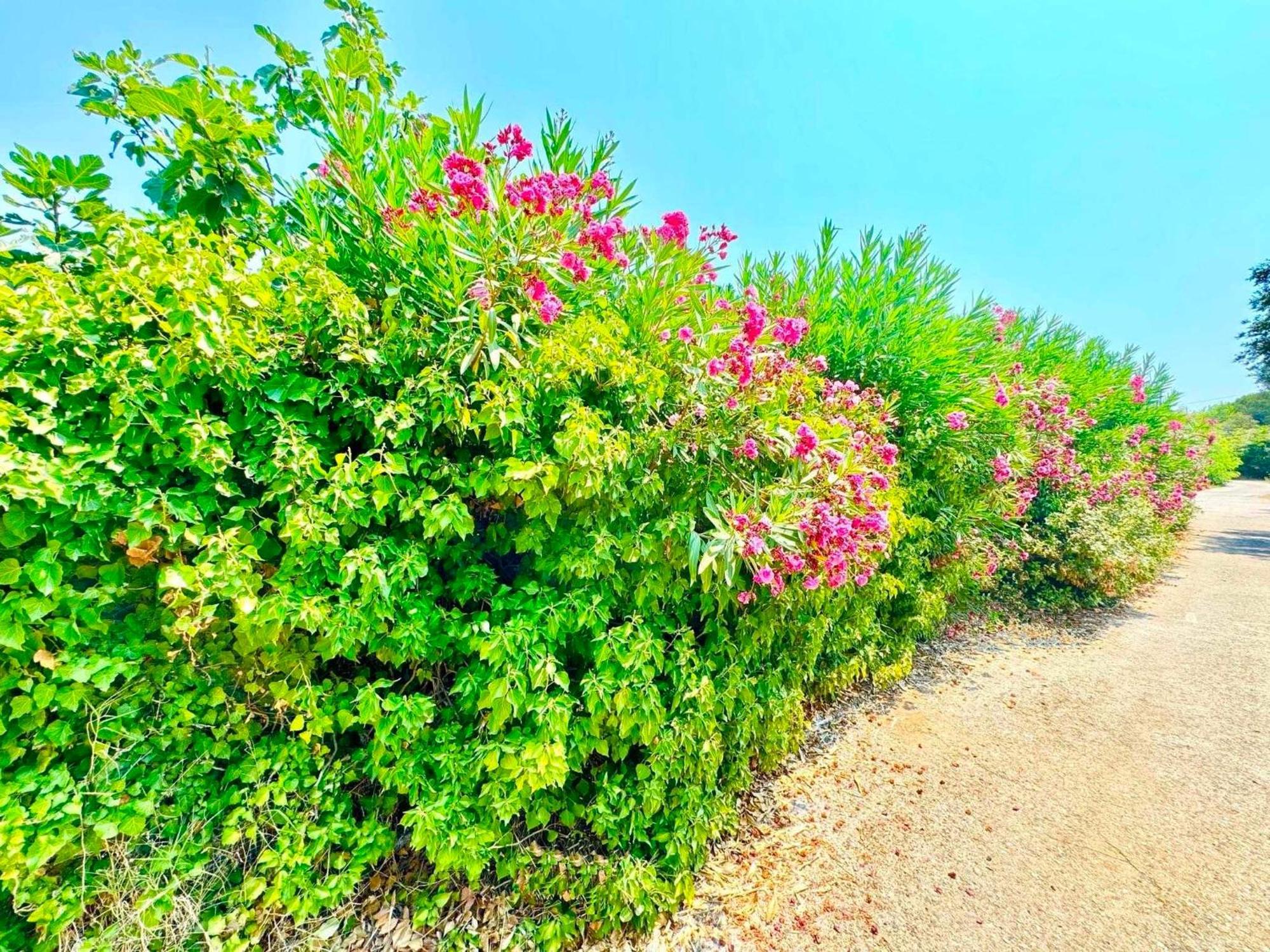 Tetraktys Estate Beachside Υδωρ Ágios Matthaíos Zewnętrze zdjęcie